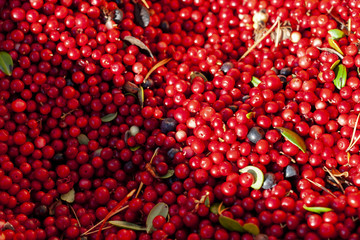 Berry background. Cowberry.