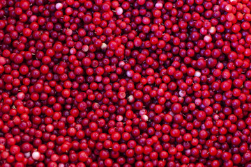 Berry background. Cowberry.