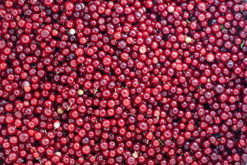 Berry background. Cowberry.