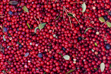 Berry background. Cowberry.