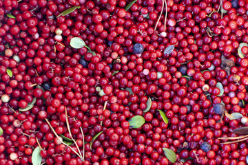 Berry background. Cowberry.