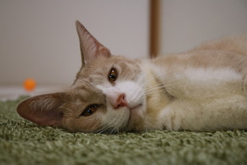 物思いにふける猫