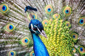 Pfau