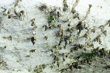 Dropings on ceiling chamber of the Niah Great Caves, Sarawak
