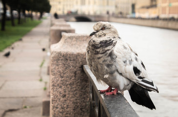 bird pigeons closeup on the background of the river and trees