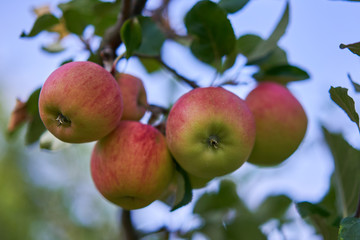Close up Picture of the red riped apples on the stick of apple branch or tree in the organic orchard or home garden just before to be picked in the autumn sunny day.