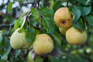 Close up Picture of the yellow riped pears on the stick of pear branch or tree in the organic orchard or home garden just before to be picked in the autumn sunny day.