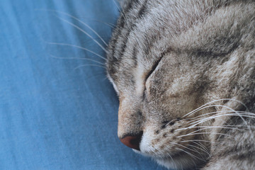 Naklejka na ściany i meble american shorthair cat sleeping on the blue pillow in the cat bed on Sunday morning, selective focus