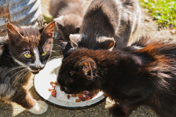 Cats in the village eat street cats.