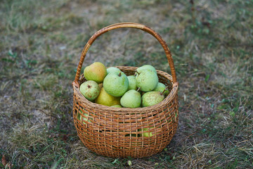 Fresh and juicy green and yellow organic pears in old wickerwork basket just after picked up from the orchard or home garden on the grass in the cold autumn day.