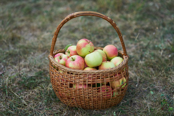 Fresh and juicy red and green organic apples in old wickerwork basket just after picked up from the...