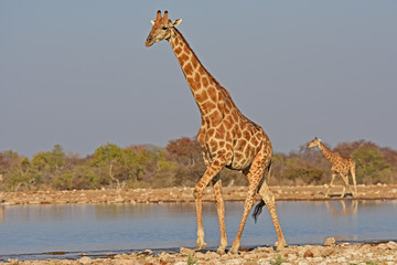 Obraz premium Giraffen (giraffa camelopardalis) am Wasserloch Klein-Namutoni im Etosha Nationalpark (Namibia)