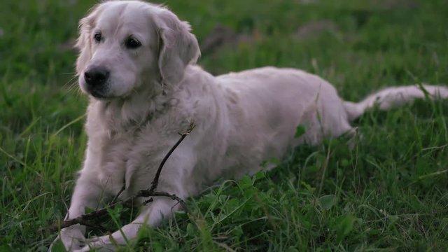 a happy golden retriever gnaws a wand on a green glade