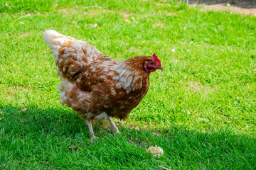 chicken bird on the green lawn of the farm