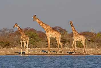 Giraffen (giraffa camelopardalis)  am Wasserloch Klein-Namutoni im Etosha Nationalpark (Namibia)