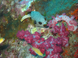Black Spotted Puffer fish, Thailand