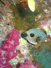 Black Spotted Puffer fish, Thailand © Keerathi