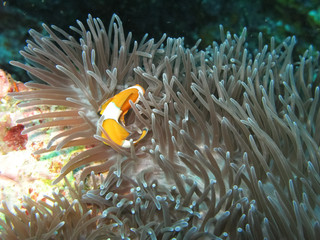 Naklejka na ściany i meble Sea anemone and clownfish