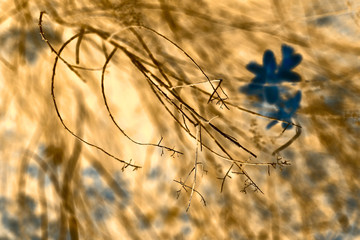 Abstract yellow and blue background with a dry branch of a plant