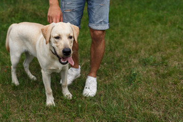 Friendship of man and dog. Happy young man is walking with his friend - dog Labrador