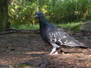 Dove close-ups walk on the ground in the forest