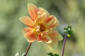 Naklejka premium dahlia