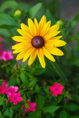 small spider sitting on a petal of a flower