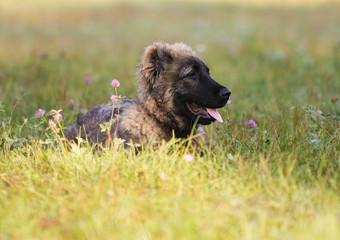 caucasian shepherd puppy in an autumn park