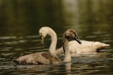 zwei junge Höckerschwäne mit leichtem Wellengang und grüner Spiegelung im Wasser