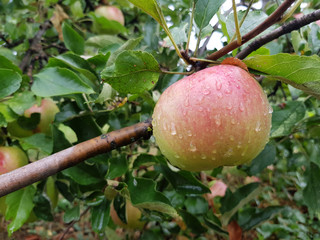 ripe apple on a branch
