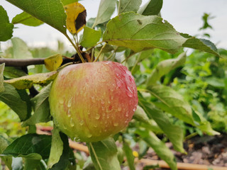 one apple on a branch