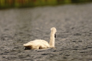 junger weißer Höckerschwan in sommerlicher Idylle auf See mit leichtem Wellengang