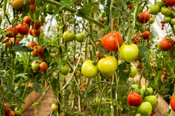 tomatoes