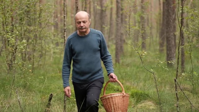 Senior man walking and picking mushrooms in forest. Suddenly he falls down because of leg injury. 4k video