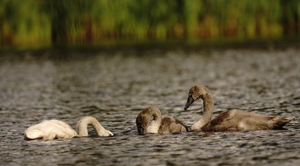 junge Höckerschwäne beim Gründeln auf ruhiger See in sommerlicher Idylle