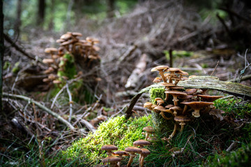 Lots of Mushrooms
