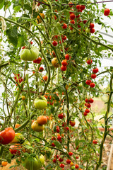 tomatoes