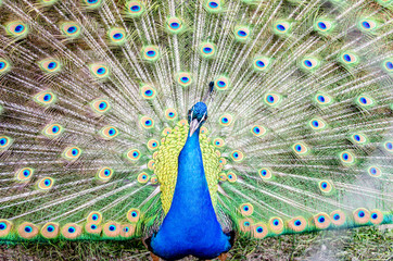 Pfau