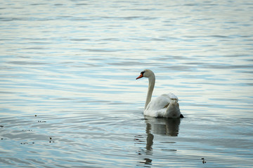 Swan in mirror water
