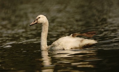 junger weißer Höckerschwan in sommerlicher Idylle auf ruhigem See