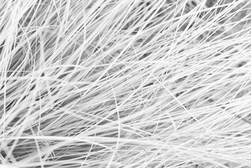 texture of the leaves and stems of grasses