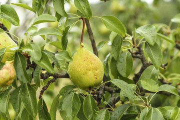 pear on a tree among foliage