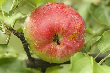 apple on a branch close-up