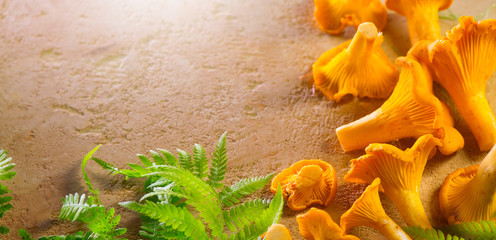 Fresh wild chanterelles mushrooms closeup on rustic background. Organic chanterelle background on a...