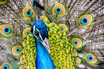 Pfau