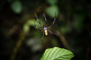 Spinne