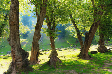 Natural forests with bright sunlight in the morning
