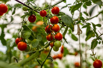 tomatoes