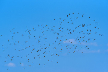 a flock of birds against the sky