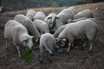 Obraz na płótnie Canvas ovejas en el campo comiendo